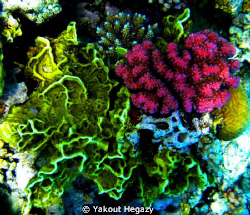 Raspberry coral &Salad coral-Red sea-EGYPT by Yakout Hegazy 